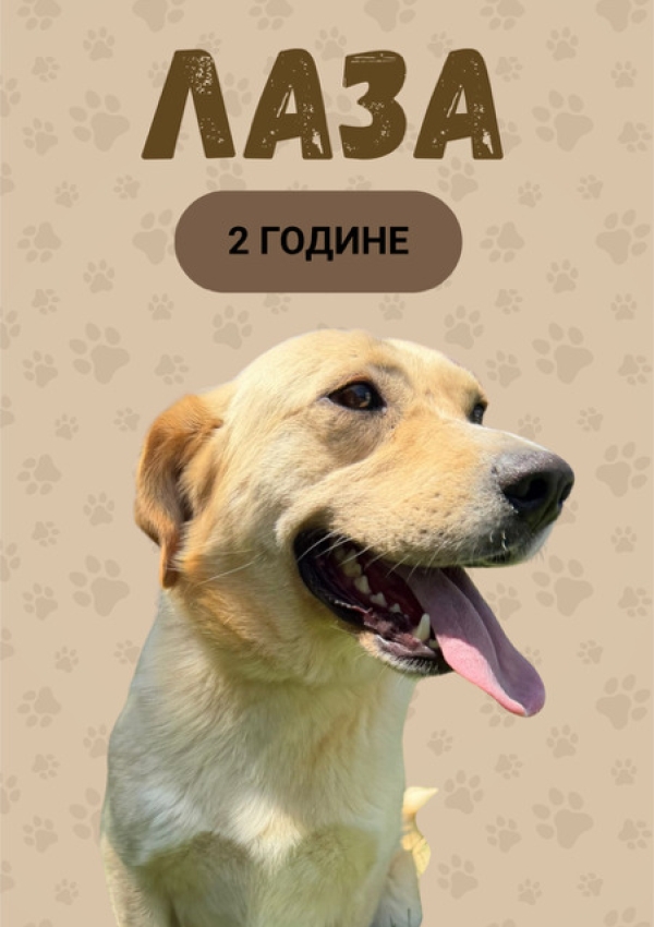 Лаза:688000000108970 - Udomi me