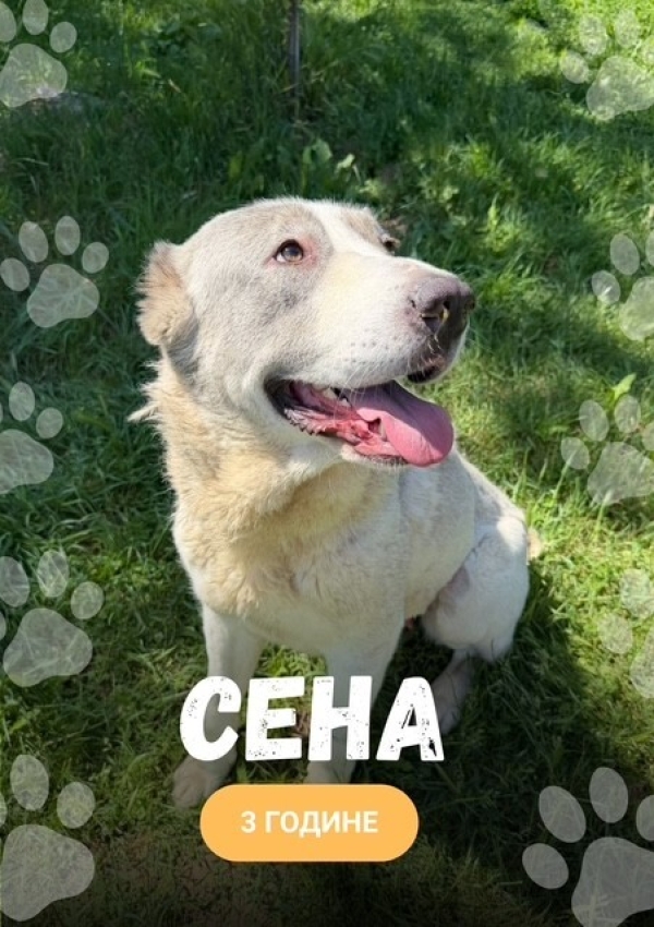 Сена 688000000125389 - Udomi me