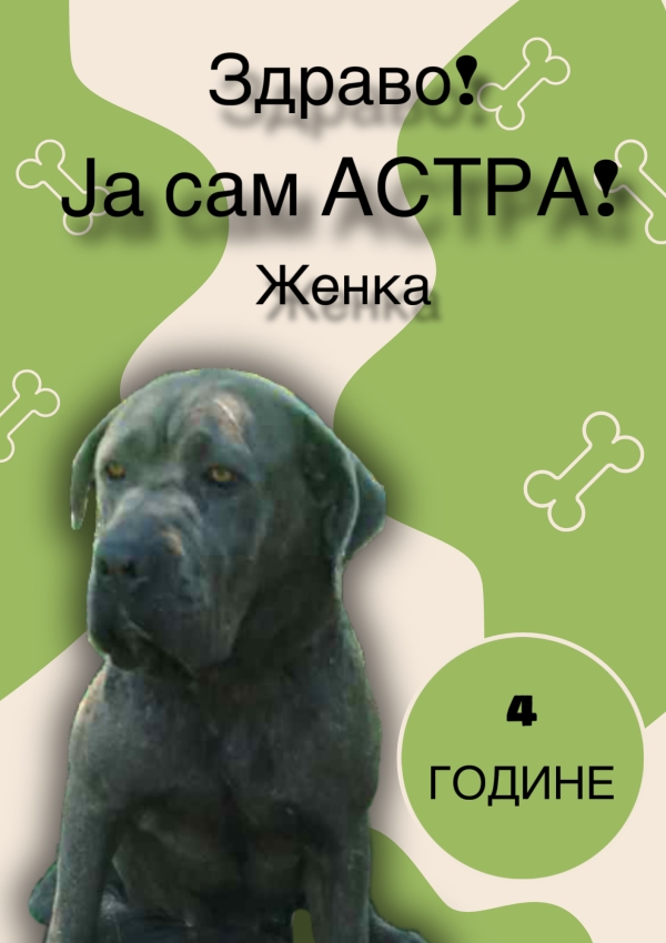 Астра 688000000064897 - Udomi me